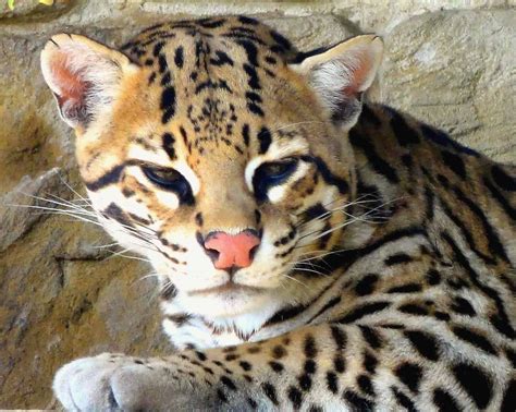 Ocelot - A-Z Animals