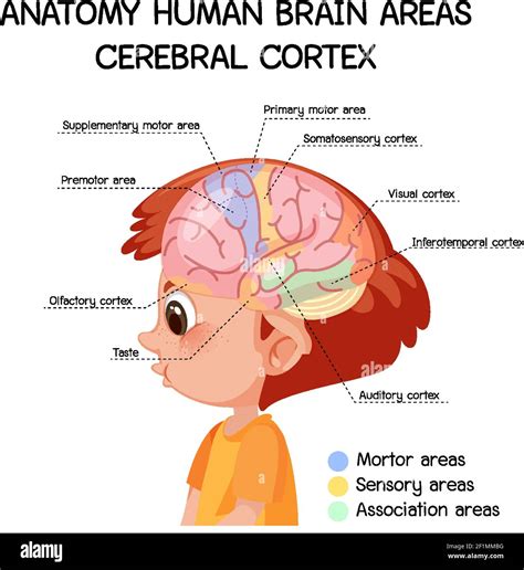 Anatomy human brain areas cerebral cortex with label illustration Stock ...