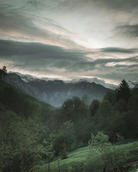 Photo of Trees Under Cloudy Sky · Free Stock Photo