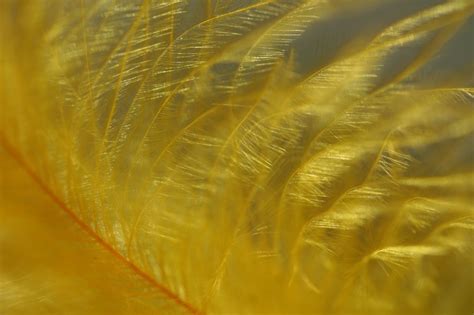 Yellow, Feather, Close-up, Leaf Free Photo Download | FreeImages