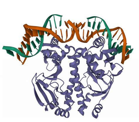 Levels of protein structure – quaternary | Biomacromolecular structures