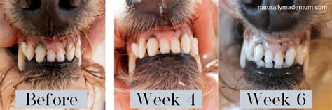 How To Reverse Periodontal Disease Naturally In Dogs