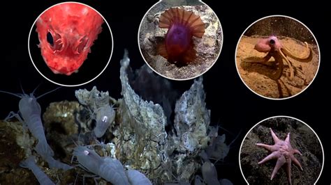 Hydrothermal Vents Creatures