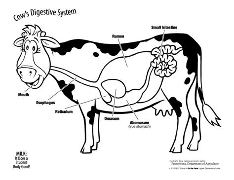 A cow's digestive system consists of one stomach with four compartments ...