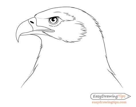 How to Draw an Eagle Head Step by Step - EasyDrawingTips | Eagle ...