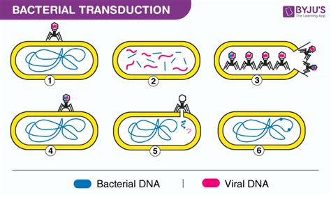 Transduction Bacteria