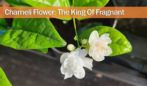 Jasmine Flower Plantation In India | Best Flower Site