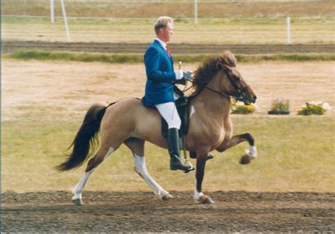 Icelandic horse tolt. Cool gait. Sala frá Gerðum ridden by Hafliði ...