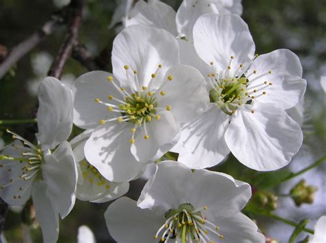 Prunus cerasus L. | Plants of the World Online | Kew Science