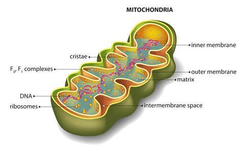 Pourquoi les mitochondries sont bien plus que des productrices d ...