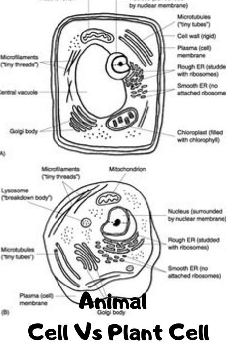 Labeled Plant Cell Diagram Black And White