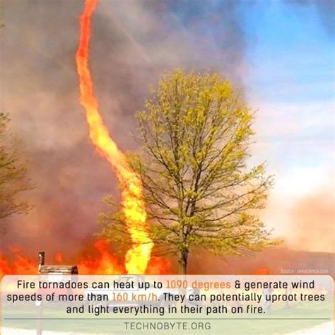 Fire tornadoes are fiery daredevils | Fire tornado, Tornadoes, Fun facts