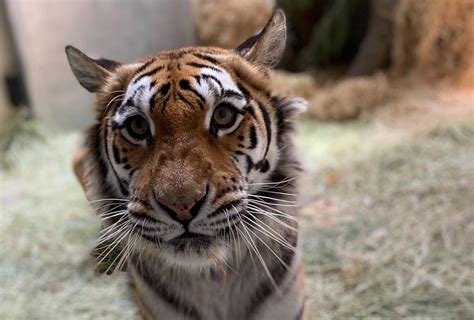 Oakland Zoo welcomes two tigers after rescue from Oklahoma attraction ...