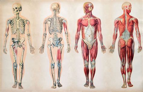 Human body | Organs, Systems, Structure, Diagram, & Facts | Britannica