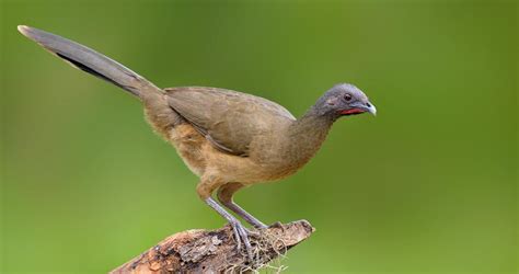 Plain Chachalaca Overview, All About Birds, Cornell Lab of Ornithology