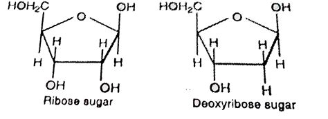 Pentose Sugar Structure