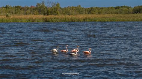 American Flamingos Make Rare Appearance in Central Wisconsin - OnFocus