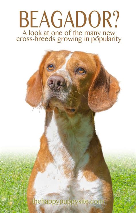 Beagle Lab Mix Breed Guide - Discover The Popular Beagador Dog | Lab ...