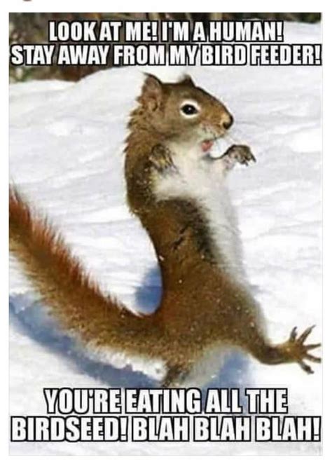 Funny squirrel meme | Funny animals, Cute animals, Cute funny animals