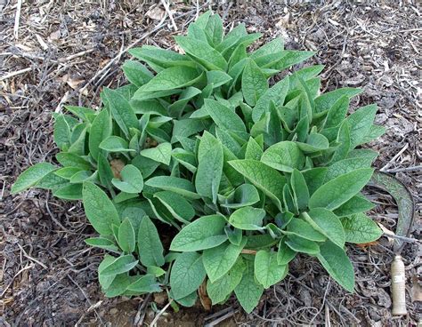 How To Plant Comfrey Cuttings