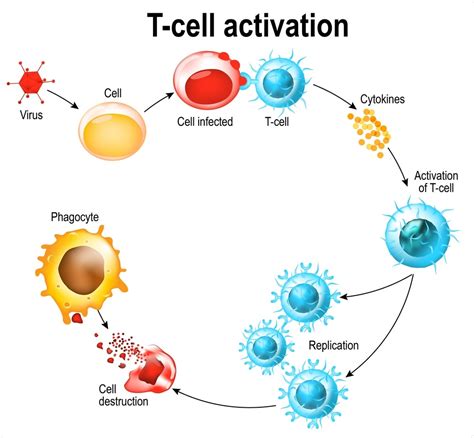 “T cells: hidden immunity against Covid-19.” What do you think ...