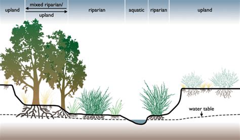 Riparian zone - Wikiwand