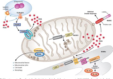 Figure 3 from Mitochondria in innate immunity. | Semantic Scholar