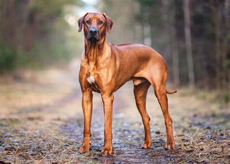 How Do Rhodesian Ridgeback Hunt