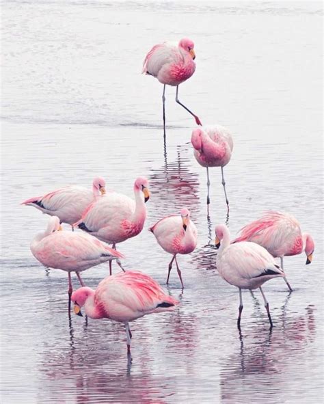 Uyuni Wildlife: llamas, pink flamingoes & more