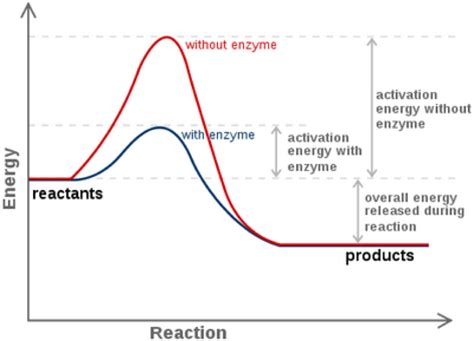 Enzymes and Reaction Rates