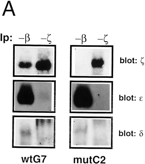 CD3-ζ is loosely associated to the TCR–CD3 complex in the... | Download ...