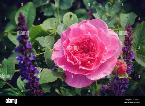 Rosa 'England's Rose' pink rose in flower during the summer months ...