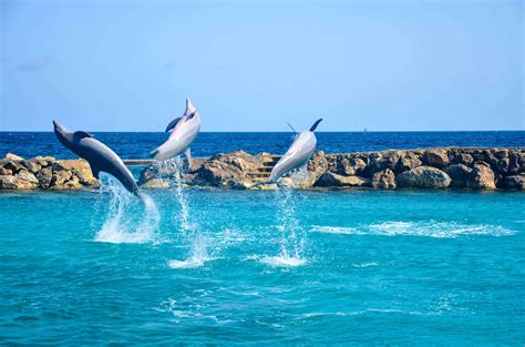 Curacao Sea Aquarium