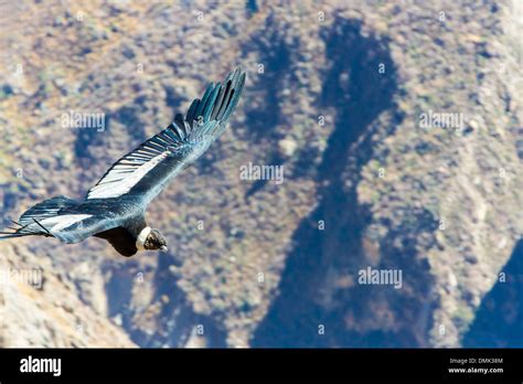 Flying condor over Colca canyon,Peru,South America. This is a condor ...