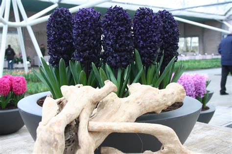 When To Plant Hyacinth Bulbs? - DutchGrown™