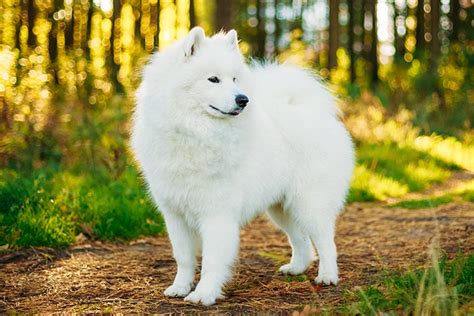 Samoyed Dog Breed Information