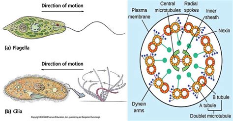 acts like a whip to move the entire cell