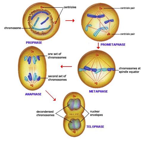 madical information: Types of cell division and different parts of mitosis