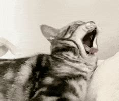 Cat Yawning GIFs - Find & Share on GIPHY