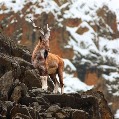 Markhor of the mountains | Редкие животные, Домашние птицы, Плащеносная ...