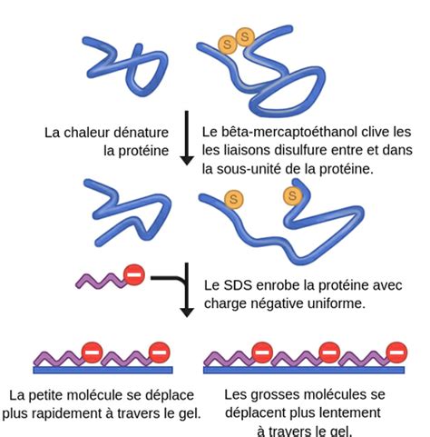 What Does Beta Mercaptoethanol Do - Reproduction Online