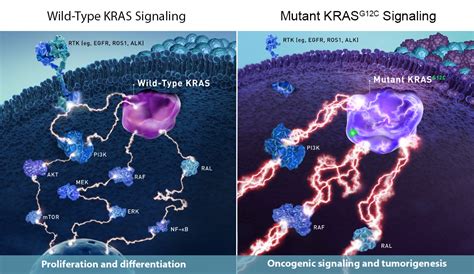 KRAS G12C Research Could Bring Hope to Patients with Cancer | Amgen