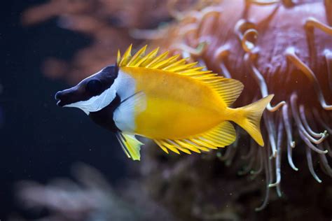 Yellow Reef Fish: 8 Species To Add To Your Aquarium