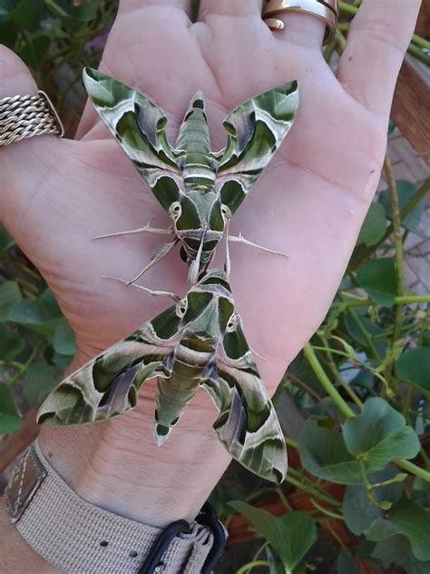 Check out these Hawk Moths from my friend's garden, never seen anything ...