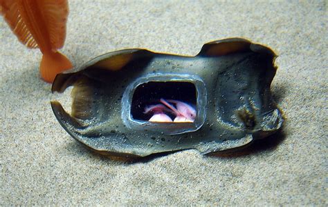 Monterey Bay Aquarium — How does a big skate grow? Take a look! Our ...