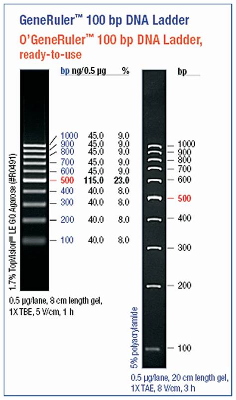 Thermo Scientific™ O'GeneRuler™ Ready-to-use 100bp Plus DNA Ladder ...