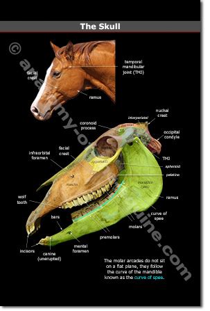 Horse Teeth Anatomy - Anatomical Charts & Posters