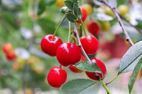 All About Montmorency Cherry Trees - Minneopa Orchards