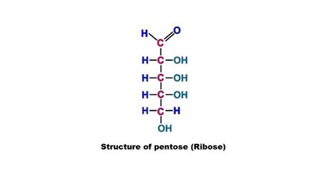 Pentose: Importance in pentose phosphate pathway - sciencequery.com