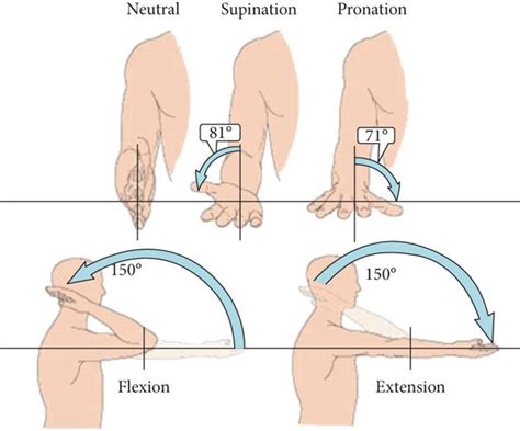 Normal range of motion for the elbow joint. | Download Scientific Diagram